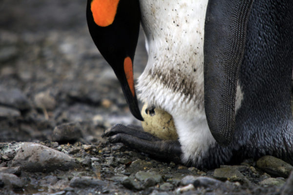 Penguins (IMAX)