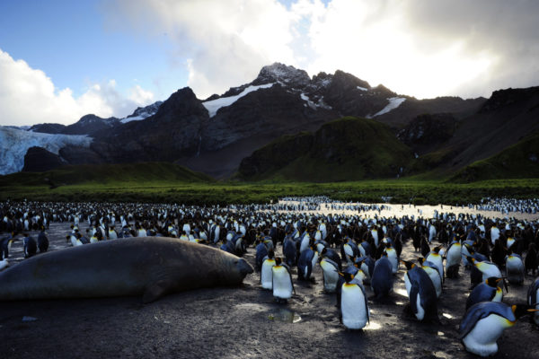 Penguins (IMAX)