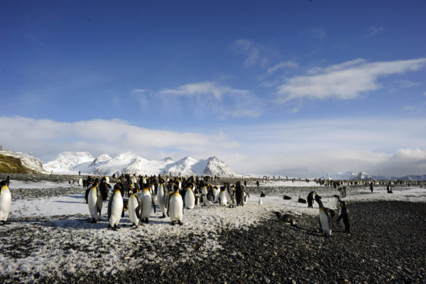 Penguins (IMAX)