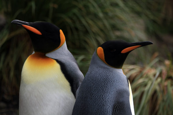 Penguins (IMAX)