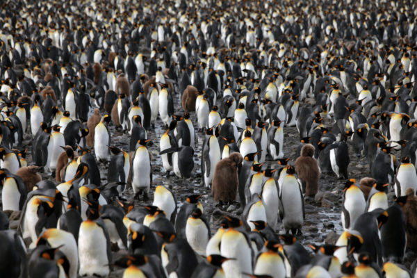 Penguins (IMAX)