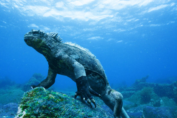 Galapagos: Nature's Wonderland