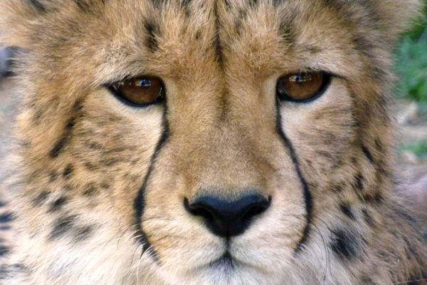01_nWave_WildCats_Still