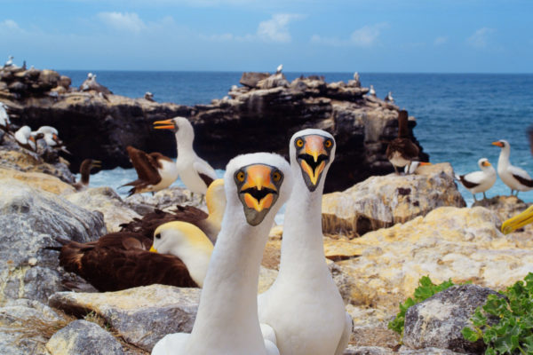02_nWave_Galapagos_Still