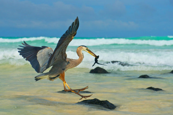 Galapagos: Nature's Wonderland