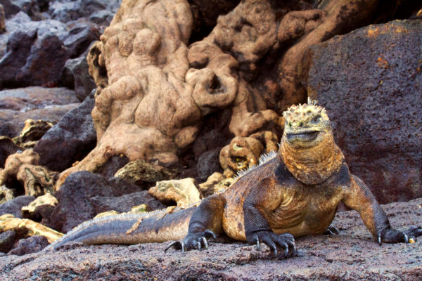 Galapagos: Nature's Wonderland