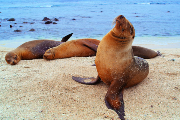 26_nWave_Galapagos_Still