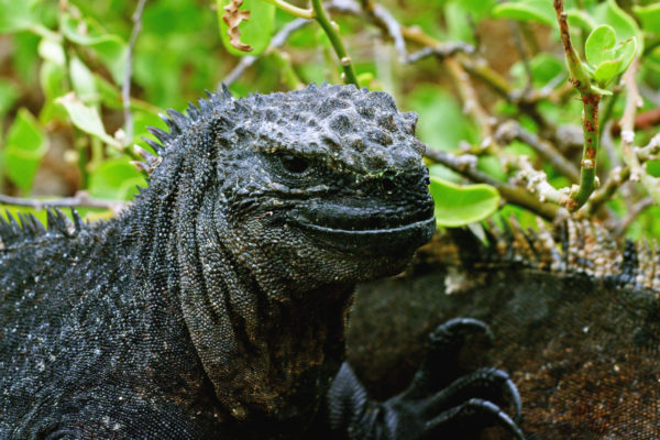 28_nWave_Galapagos_Still