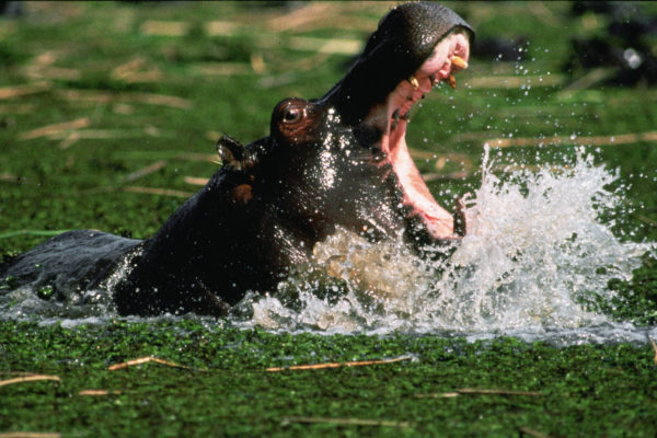 Afrixc_Adv_Hippo