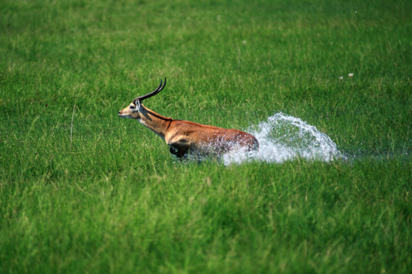 Antelope