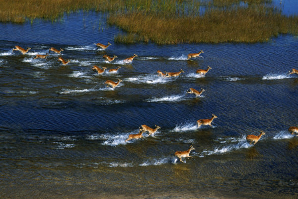 Antelope aerial view