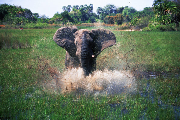 Elephant 1