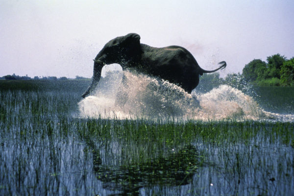 Elephant 2