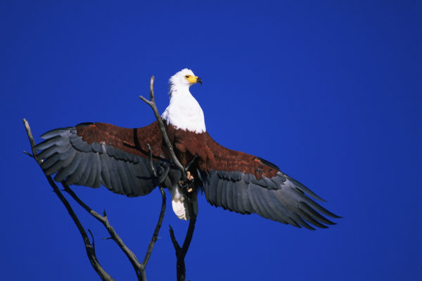 Fish Eagle
