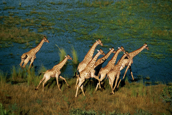 Giraffes