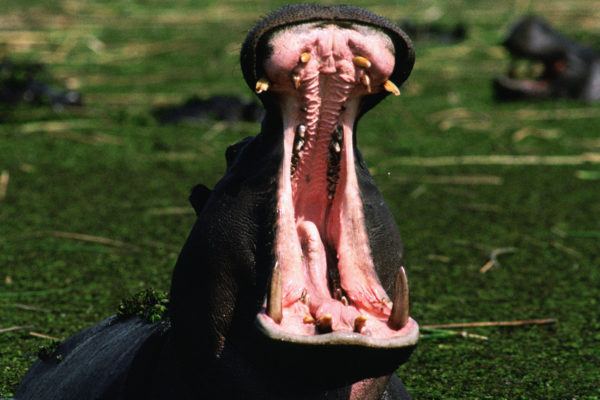 Hippo 1