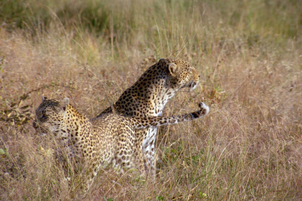 Leopard