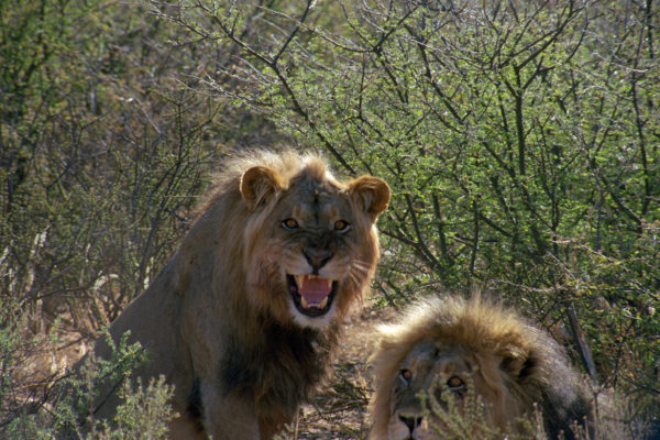Lion 1