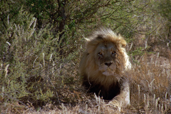 Lion 2