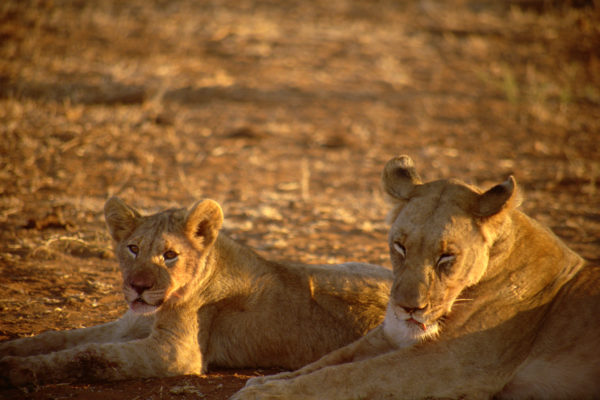 Lion 3