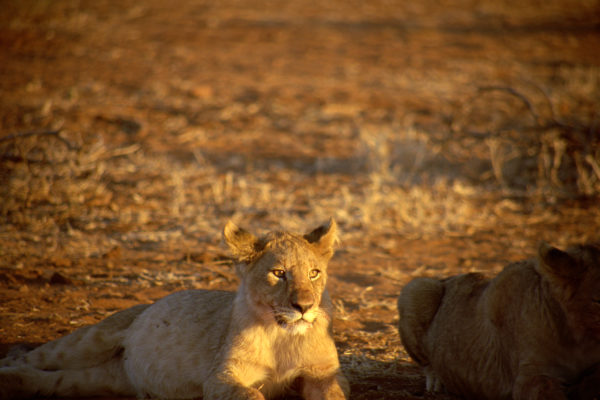 Lion 4