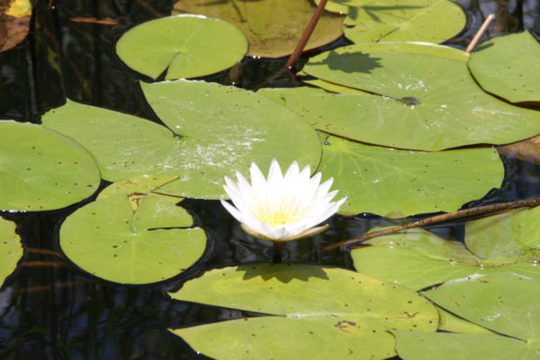 Water Lily