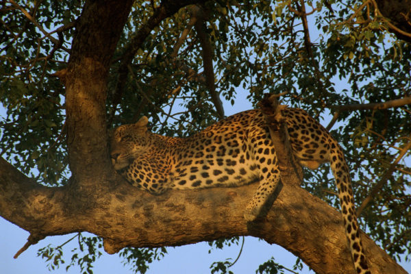 leopard 2