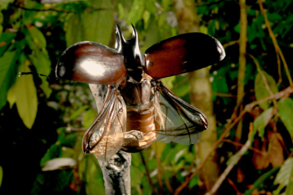 nWave_COTS_AtlasBeetle1