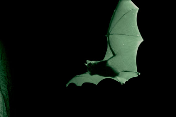 nWave_COTS_Bat1