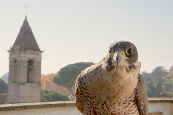 nWave_COTS_Falcon2