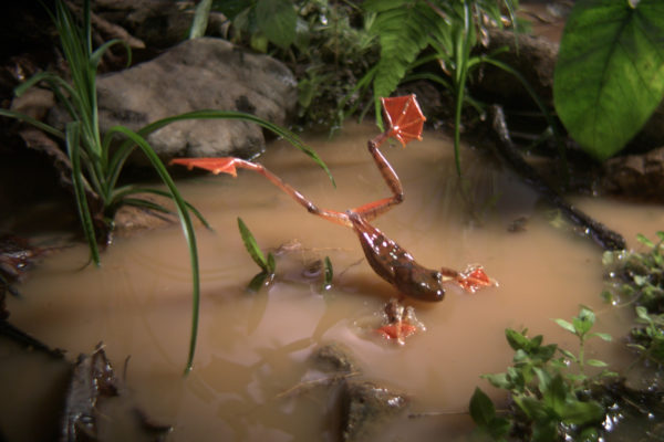 nWave_COTS_HarlequinFrog2