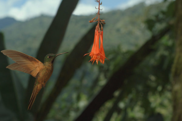 nWave_COTS_Hummingbird4