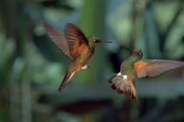 nWave_COTS_Hummingbird8