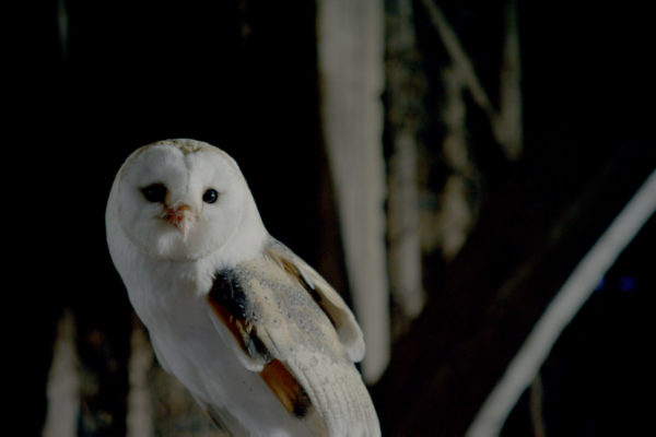 nWave_COTS_Owl