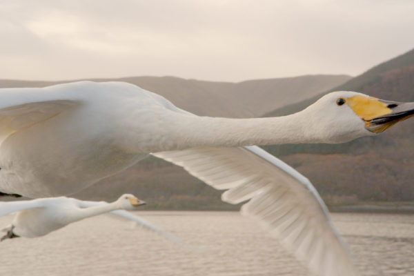 nWave_COTS_Swans3