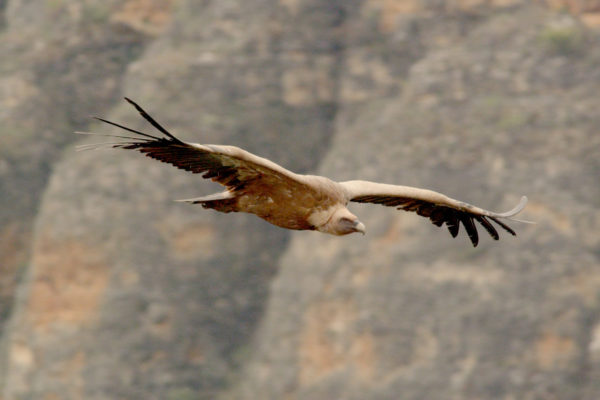 nWave_COTS_Vulture2
