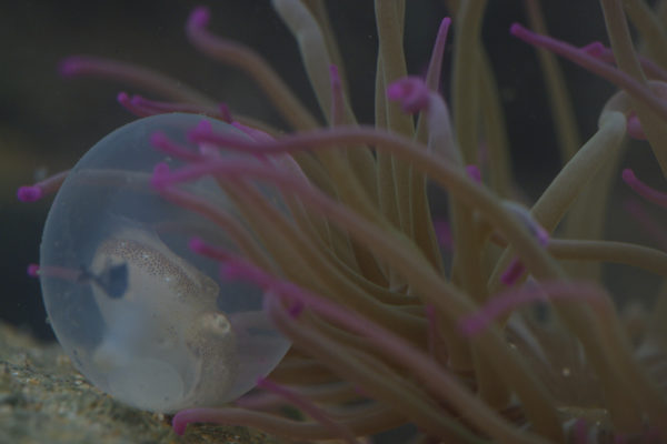 nWave_Cephalopods_AustralianGiantCuttlefishEgg1