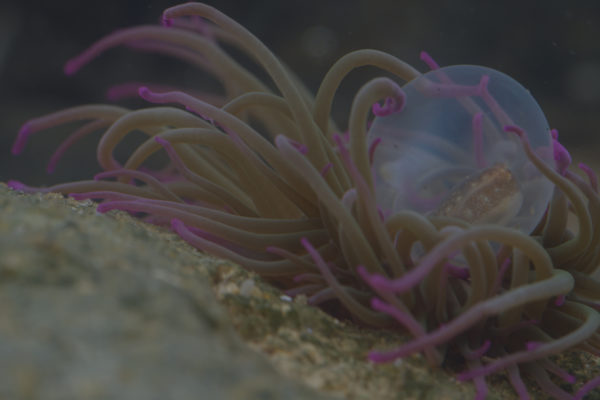 nWave_Cephalopods_AustralianGiantCuttlefishEgg2