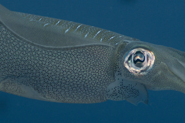 nWave_Cephalopods_BigfinReefSquid2