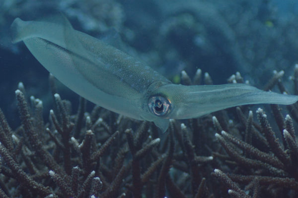 nWave_Cephalopods_BigfinReefSquid6