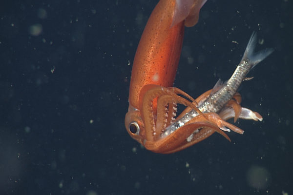 nWave_Cephalopods_BlackEyedSquid1