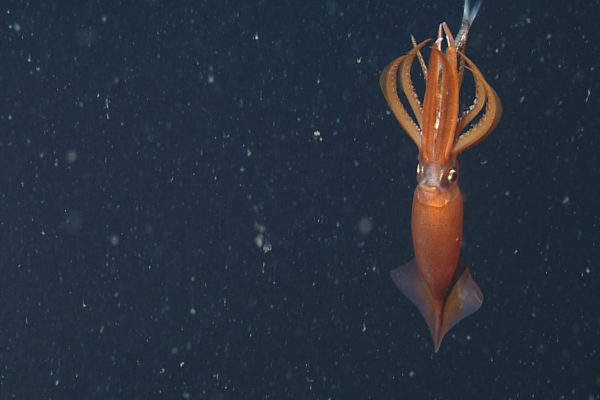 nWave_Cephalopods_BlackEyedSquid2