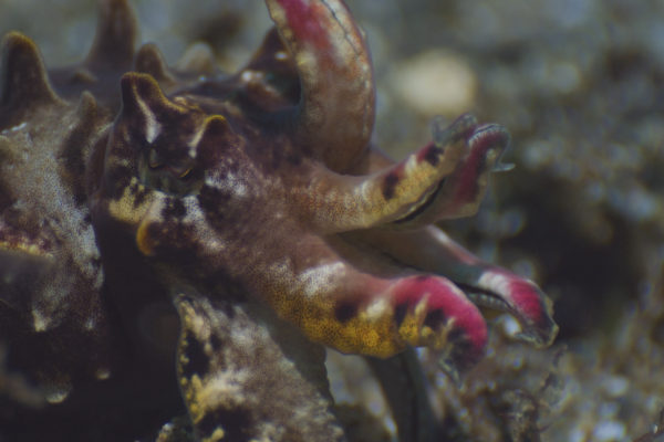 nWave_Cephalopods_FlamboyantCuttlefish1