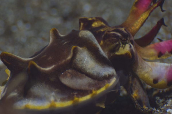 nWave_Cephalopods_FlamboyantCuttlefish2