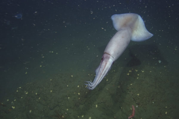 nWave_Cephalopods_HumboldtSquid4