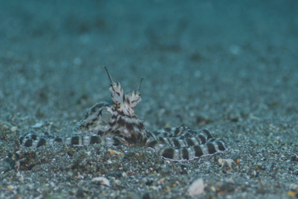 nWave_Cephalopods_MimicOctopus2