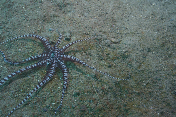nWave_Cephalopods_MimicOctopus3