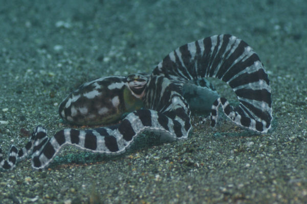 nWave_Cephalopods_MimicOctopus4
