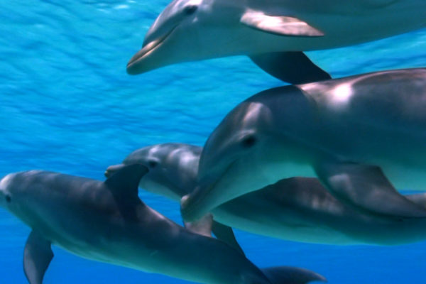 nWave_DOLPHINS3D_Still1