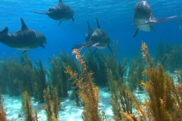 nWave_DOLPHINS3D_Still14